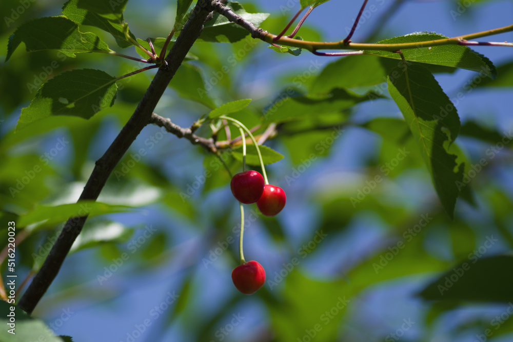 red cherries hang on a branch against a blue sky background