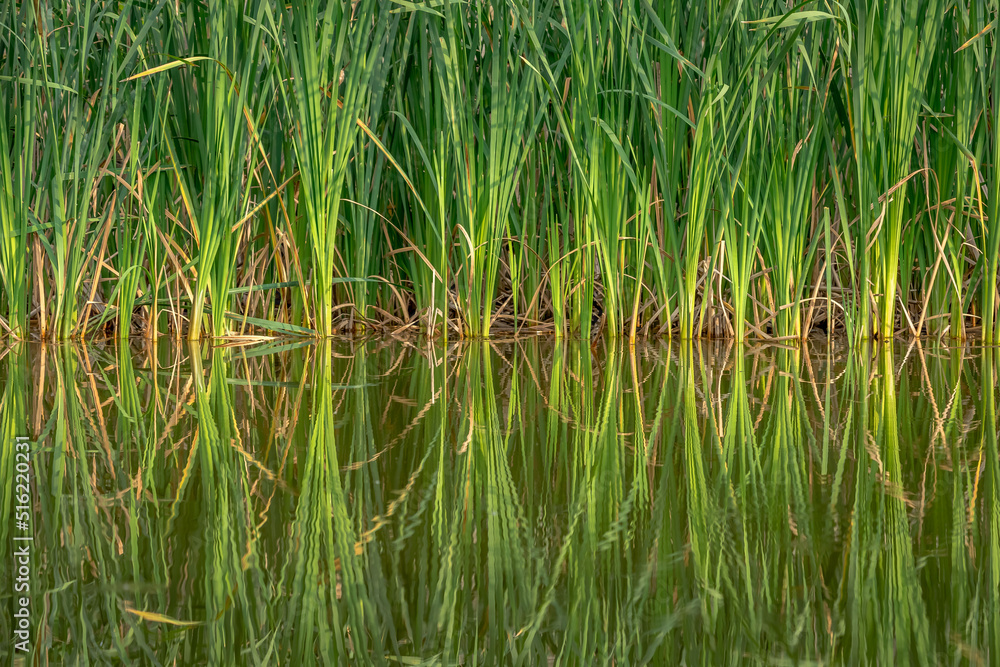 Sedge along the shore of the pond. Mirror reflection. Water surface. Calm lake. Sedge along the shore of the pond. Mirror reflection. Water surface. Calm lake.