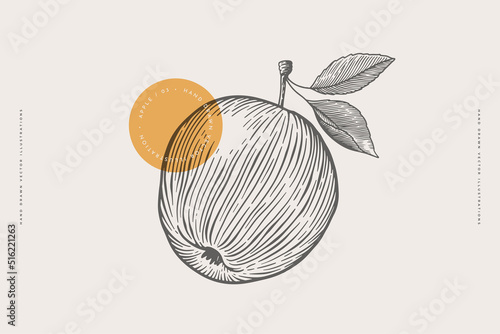 Hand-drawn apple. Fruit on a branch with leaves in engraving style. The concept of organic food. Design elements for markets, shops, cafes, restaurants, and packaging. Vector botanical illustrations.