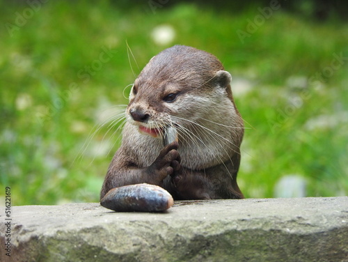 Asian Short Clawed Otter chewing fish that is held in its paws with green background