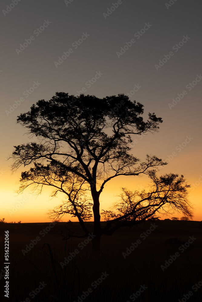 Large tree with leafless branches, in silhouette, with colorful sunset in the background in a idyllic late afternoon