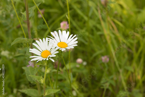 Foto Two daisies growing in a field