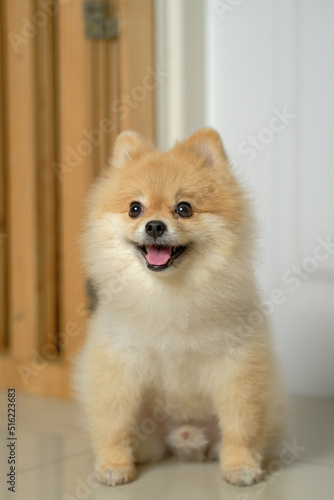 Small dog breeds or Pomeranian with brown hairs sitting on home background and waiting and looking at a snack for reward