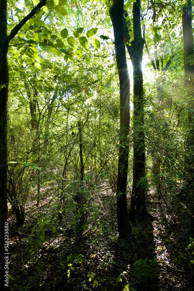 Obraz premium Path in the Forest 2