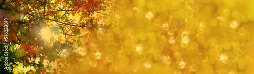 autumn season  long panoramic photo of blurred background  golden yellow leaves  good weather  natural  environmental concept  banner for designer for postcards  wallpapers  banner with blurry bokeh