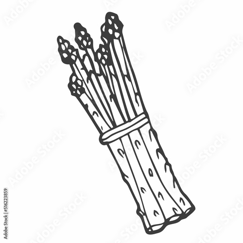 Asparagus vector illustration. Doodle style. Design, print, logo, decor, textile, paper