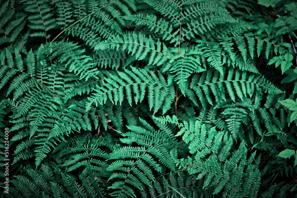 Fototapeta Green fern backdrop in dense forest, backdrop, background, fern wallpaper.