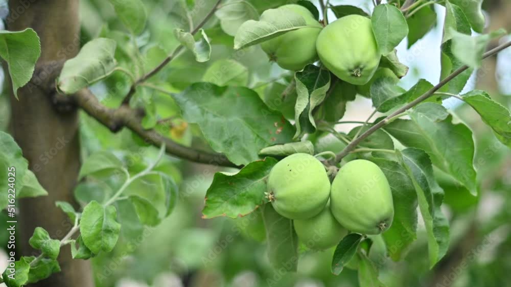Green apples growing on a tree, summer time Green apples growing on a tree, summer time
