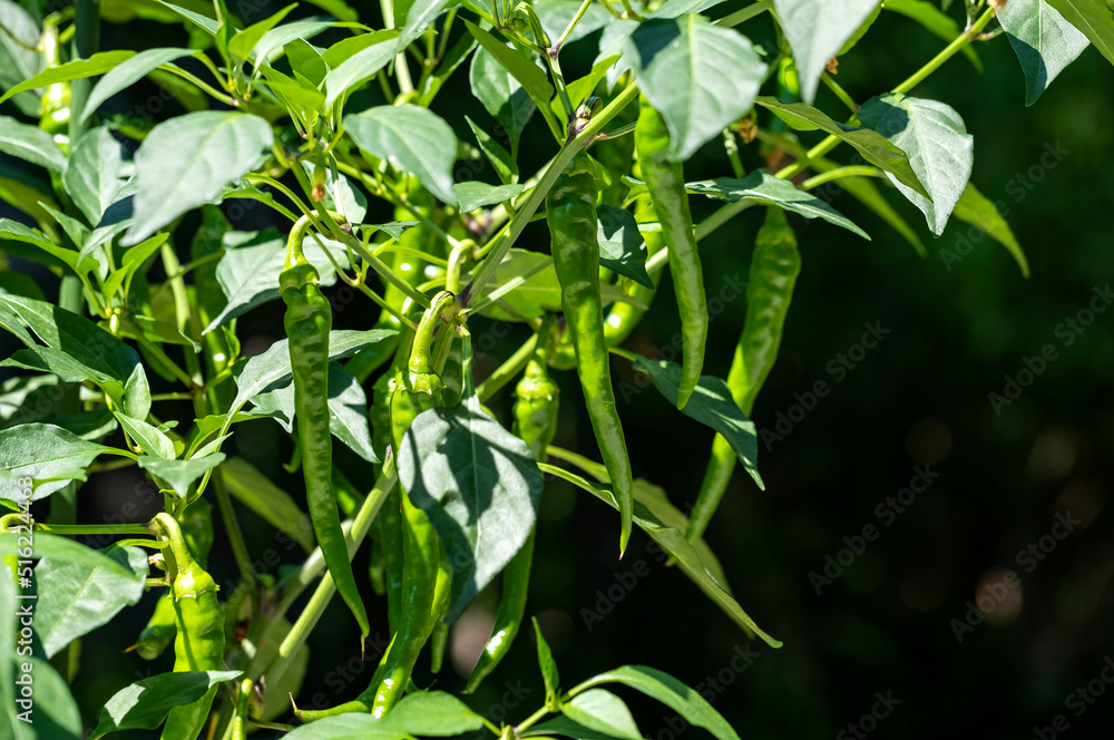 Green Chili Pepper Plant Full of Fruits Green Chili Pepper Plant Full of Fruits