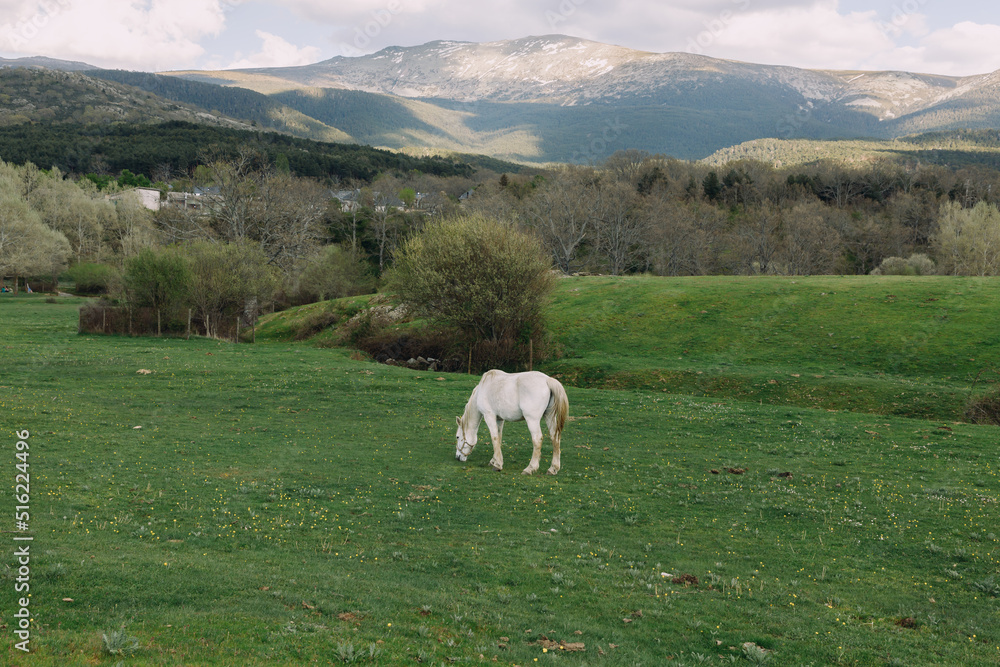 Fototapeta premium A lone white horse grazes in a meadow with mountains in the background.