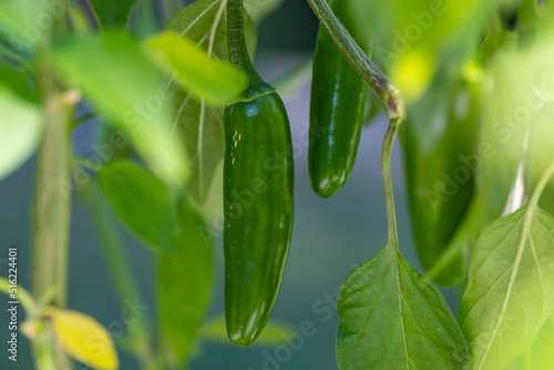 Canvastavla Closeup of a Serrano Pepper Plant with Green Fruits