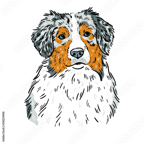 Australian shepherd пface. Vector cartoon portrait of a dog. Pets, dog lovers, animal themed design element isolated on white background. photo