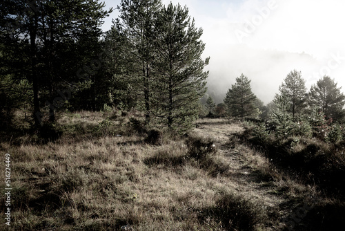 a misty landscape on a forest next to Lacort  valle del Ara  municipality of Fiscal  Sobrarbe  province of Huesca  Aragon  Spain