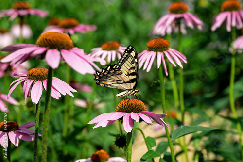Eastern Tiger Swallowtail butterfly in a meadow of Echinacea flowers. They are strong fliers, soaring high in trees, fluttering and pursuing nectar in gardens, fields and riverbanks.