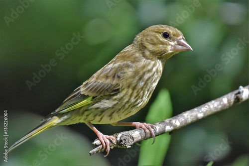 Verdier d'Europe juvénile (Chloris chloris), Neuchâtel, Suisse.