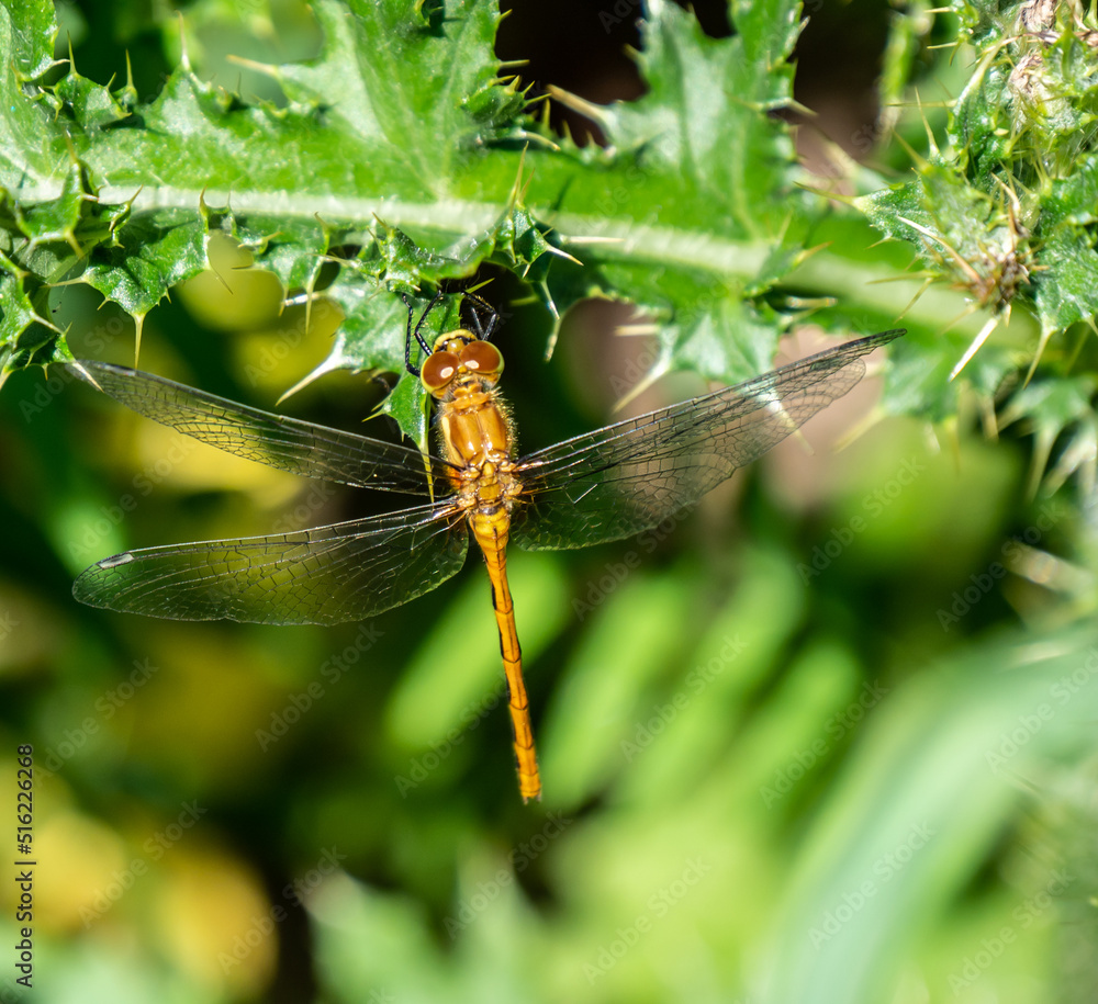 Close-up of a white-faced meadowhawk dragonfly that is resting on the leaf of a creeping thistle plant growing in a field on a bright summer day in july with a blurred background Close-up of a white-faced meadowhawk dragonfly that is resting on the leaf of a creeping thistle plant growing in a field on a bright summer day in july with a blurred background