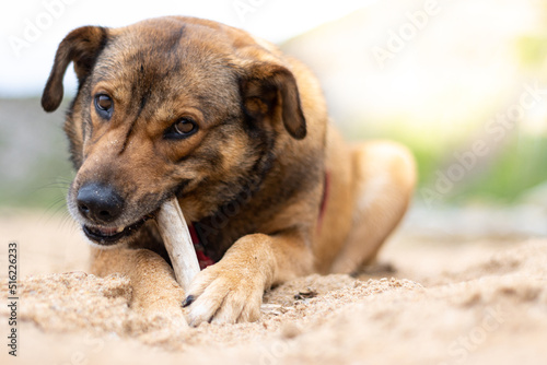 portrait of a dog biting and playing with a stick lying on the beach sand at sunset