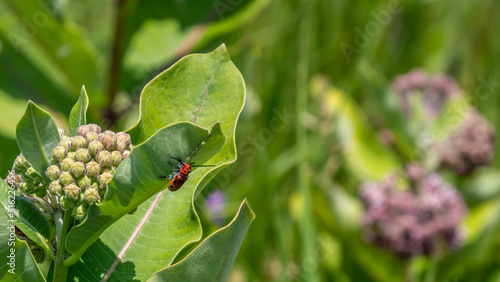Close-up of a red milkweed beetle crawling on a leaf of a milkweed plant that is growing in a field on a warm summer day in July with a blurred background. photo