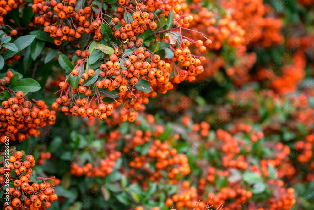 Bunches of ripe rowan berries on branches of rowan tree on sunny Bunches of ripe rowan berries on branches of rowan tree on sunny