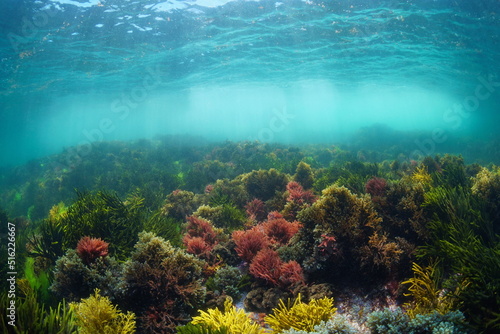 Natural underwater seascape in the Atlantic ocean with colorful algae below water surface, Spain, Galicia