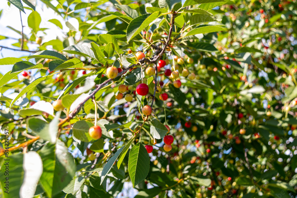 Yellow and red unripe cherry fruits hang on a branch. Shallow depth of field, green leaves in the background.