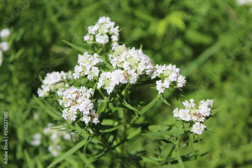 Slender mountain mint at Somme Prairie Grove in Northbrook, Illinois photo