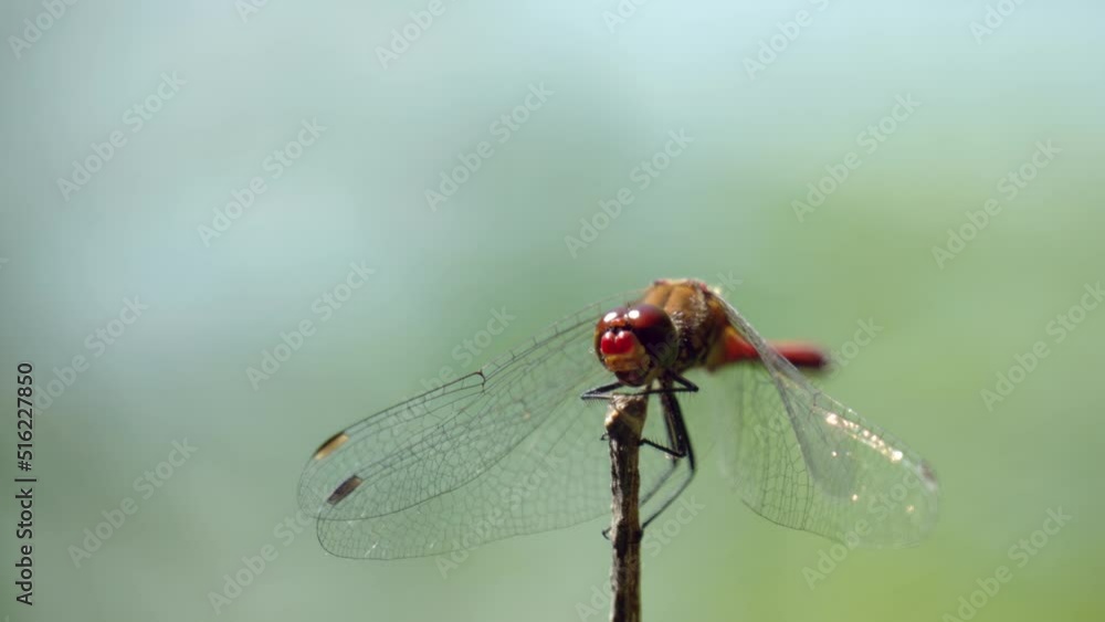 The ruddy darter (Sympetrum sanguineum) perching on a tiny twig and watching surroundings. The ruddy darter (Sympetrum sanguineum) perching on a tiny twig and watching surroundings.