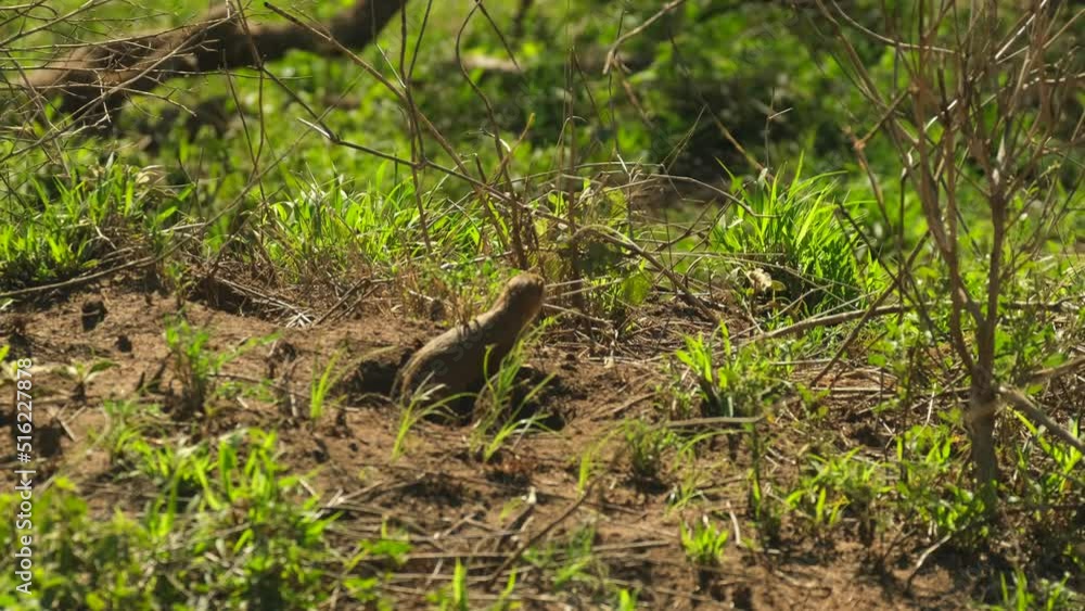 Dwarf Mongoose (Helogale parvula) standing and looking around in the wild in Serengeti National Reserve, Tanzania Dwarf Mongoose (Helogale parvula) standing and looking around in the wild in Serengeti National Reserve, Tanzania