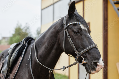 Side view portrait of beautiful black stallion wearing gear outdoors at horse ranch, copy space