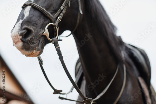 Fototapeta Naklejka Na Ścianę i Meble -  Close up portrait of beautiful dark stallion wearing bridle and gear outdoors at horse ranch, copy space