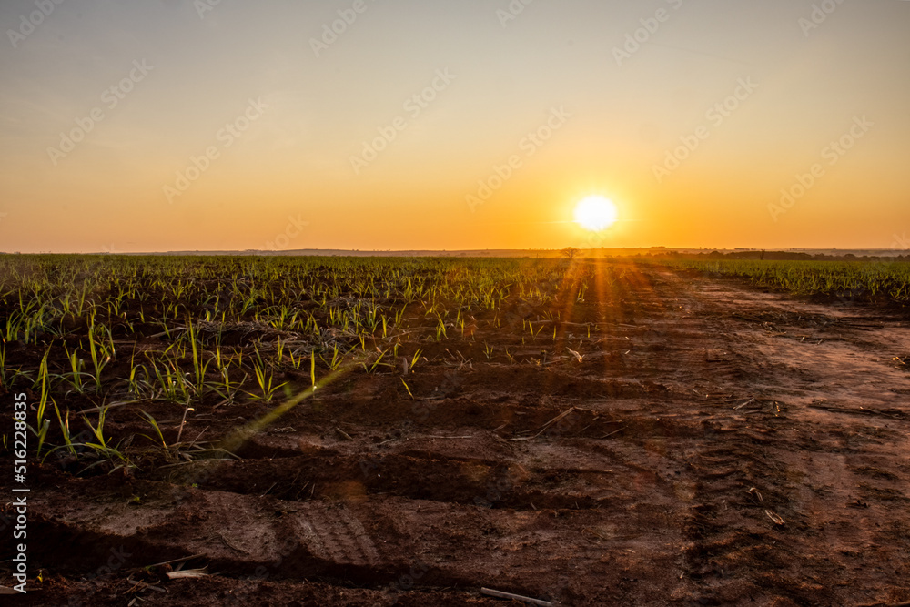 Sunset over a sugarcane field with the sun glowing in the background Sunset over a sugarcane field with the sun glowing in the background