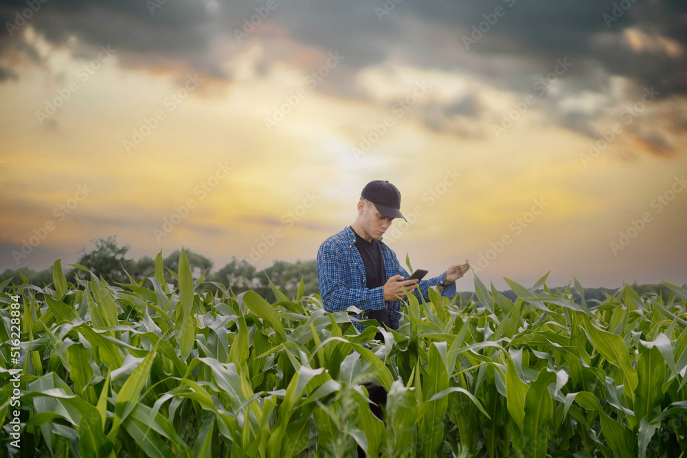 male farmer in a shirt in a corn field uses a smartphone to check the records of plants in an electronic crop database.