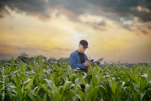 Obraz na płótnie male farmer in a shirt in a corn field uses a smartphone to check the records of plants in an electronic crop database. w salonie
