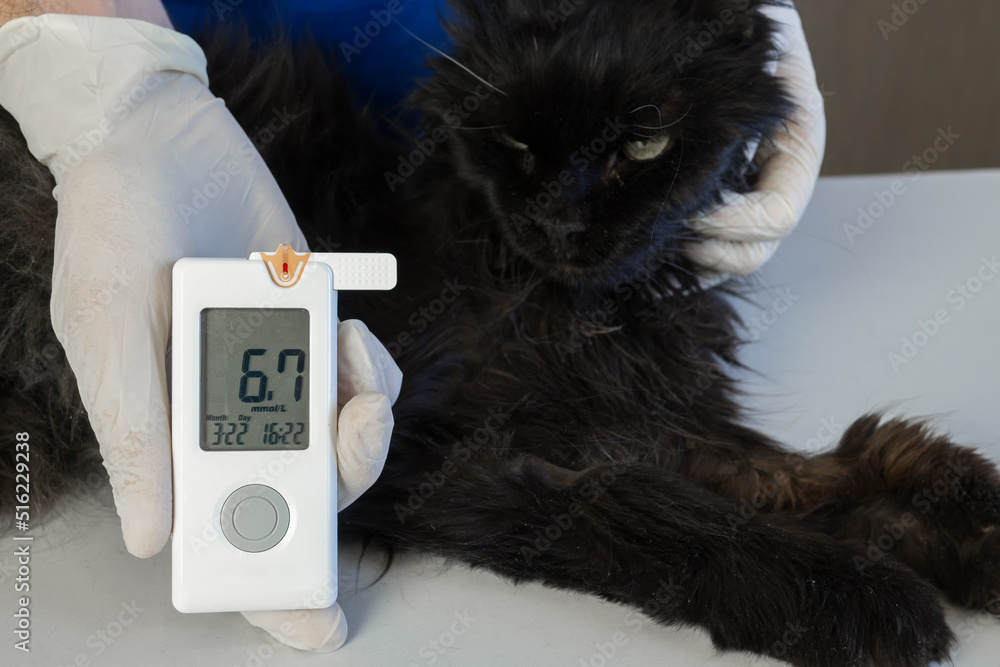 Cat Blood Glucose Test Veterinary Taking Drop Of Blood From Diabetic Cat Ear And Checking The Cat Blood Glucose Test Veterinary Taking Drop Of Blood From Diabetic Cat Ear And Checking The