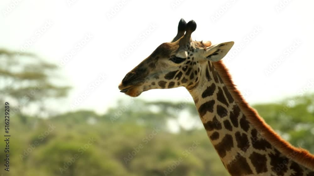 Close up head of a giraffe with a neck chewing and walking in the wild in the Serengeti National Park in Tanzania, Africa Close up head of a giraffe with a neck chewing and walking in the wild in the Serengeti National Park in Tanzania, Africa