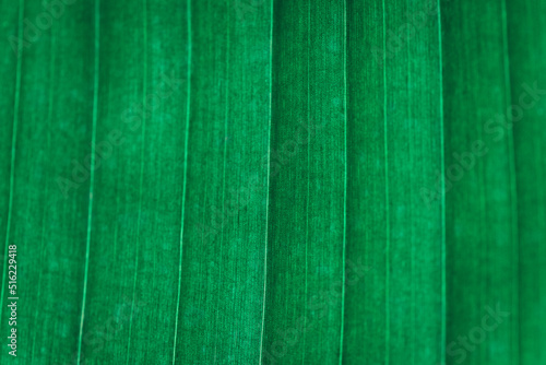 closeup of banana leaf texture, green and fresh, in a park