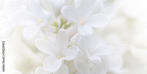 White flowers background. Macro of white petals texture. Soft dreamy blured background