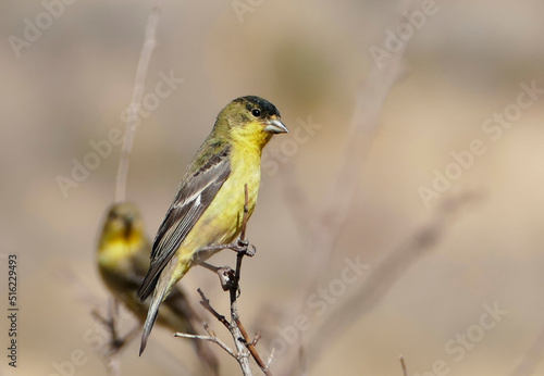 Lesser Finch Song Bird