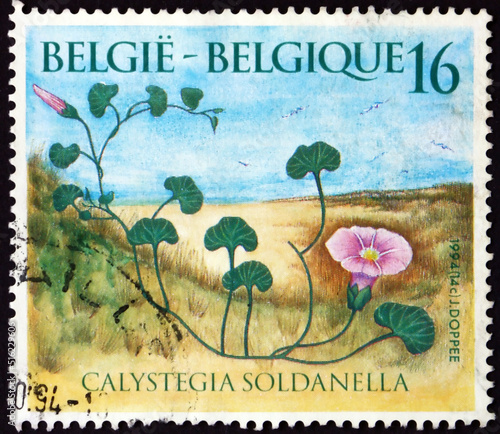 Postage stamp Belgium 1994 morning glory, perennial vine photo