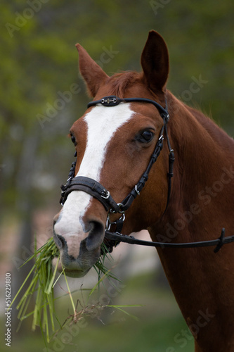 portrait of a horse © Horvth