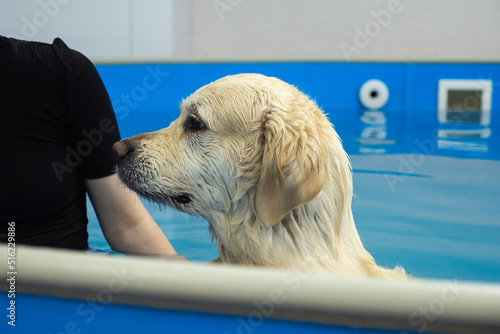 Canvastavla golden retriever dog training in the swimming pool