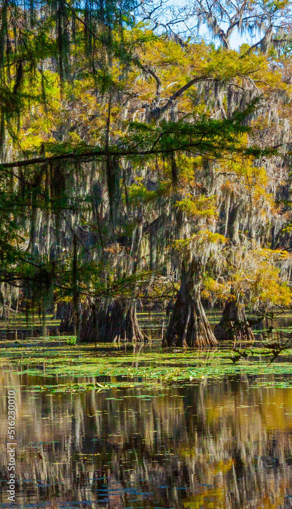 Caddo Lake State Park Ball Cypress Caddo Lake State Park Ball Cypress