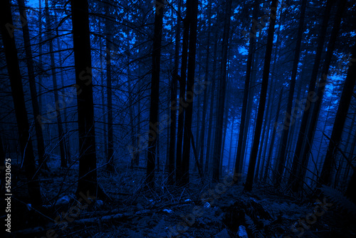 Dark misty woods. Blue background for Halloween. Scary mistery fog. 