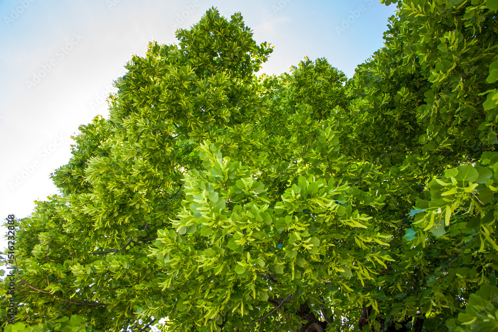 Old big linden tree. Green leaves and linden fruits Old big linden tree. Green leaves and linden fruits