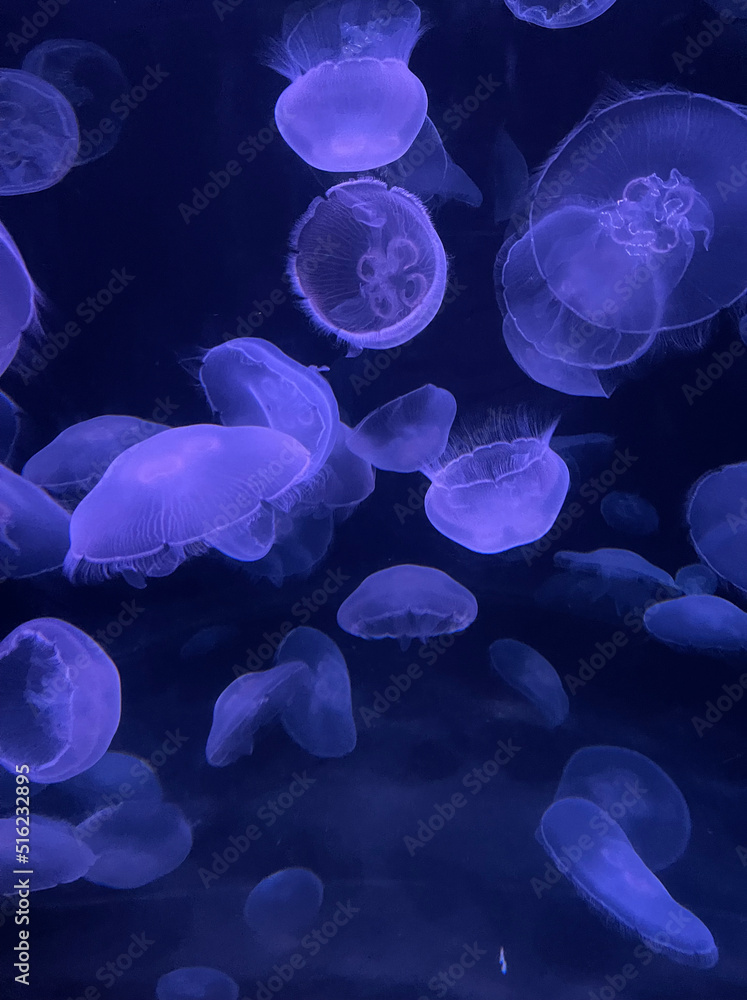 Close Up Purple Bioluminescent Jellyfish on Dark Blue Background Close Up Purple Bioluminescent Jellyfish on Dark Blue Background