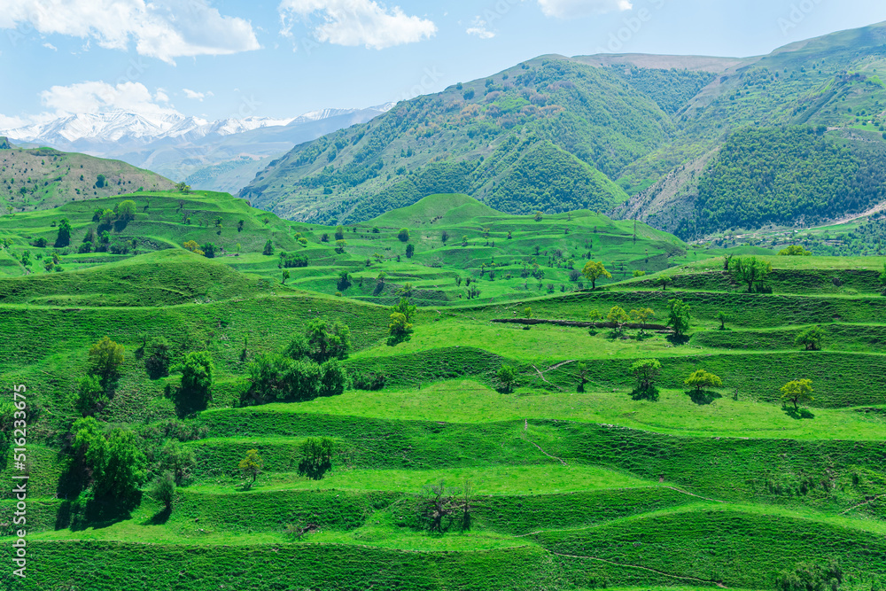 mountain valley landscape with green agricultural terraces on the slopes and snowy peaks in the distance
