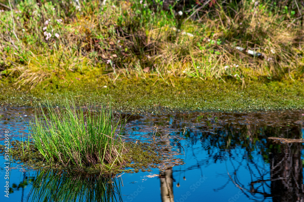Fototapeta premium marsh landscape with grass tussocks and reflection in open water
