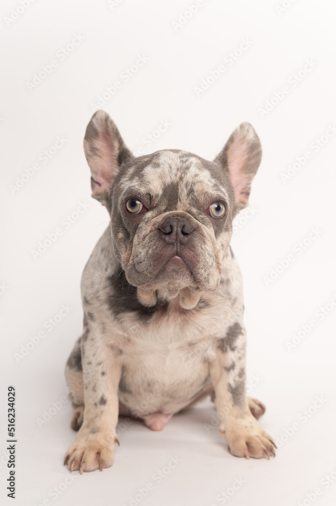 Close up front view of a spotted French bulldog looking at the camera on a white background