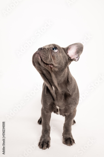 Adorable grey French bulldog puppy looking up on a studio shoot with white background © Dronemetrics