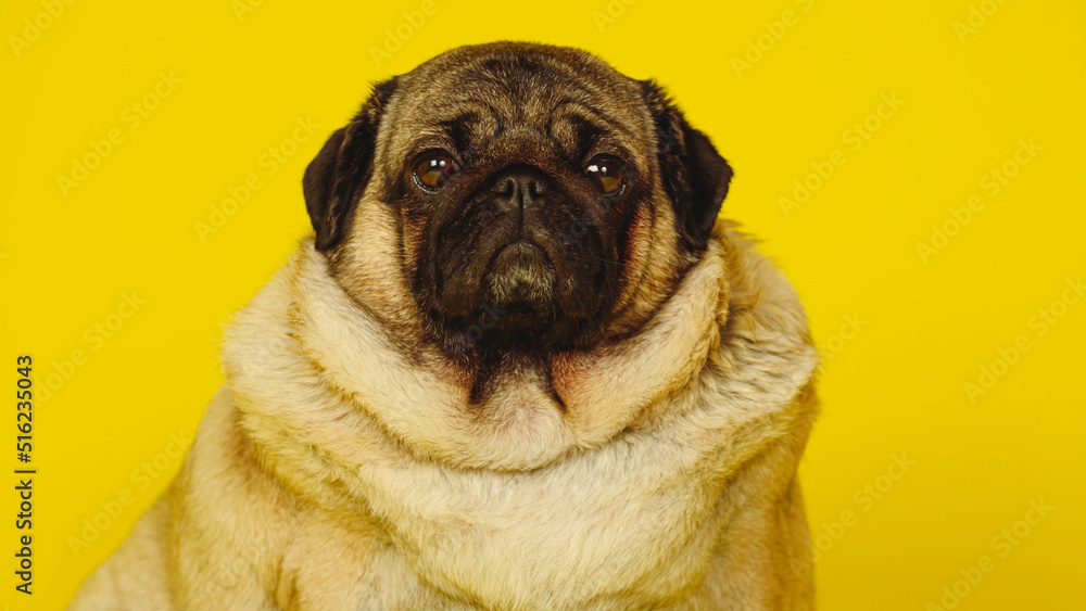 Cute pug dog on yellow background. Adorable domestic pug dog sitting on yellow background in studio and looking at camera